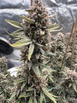 Lemon Pie Auto