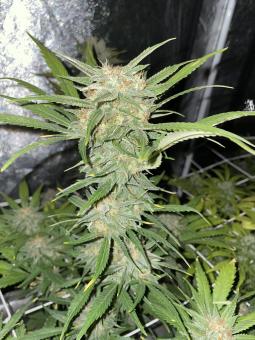 Northern Lights Auto (Feminised) - картинка 4