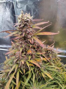 Mimosa Cake Auto