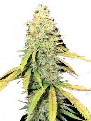 Exodus Cheese