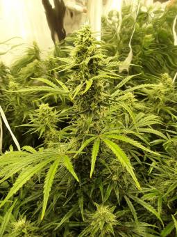 Auto Mandarin Cream XXL genetics - картинка 6