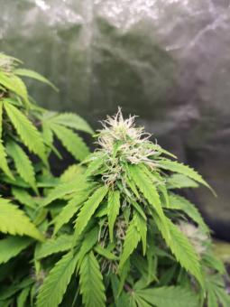 Auto Mazar genetics - картинка 4