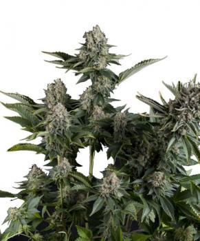 Auto White Widow CBD