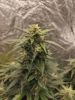 Lemon Cherry Cookies Auto