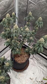 Bubba Kush (Feminised) - картинка 5