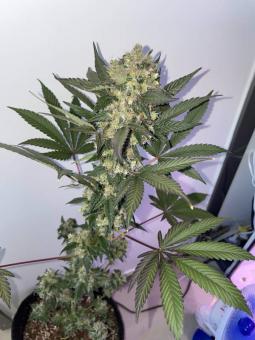 Super Lemon Haze Auto (Feminised) - картинка 2