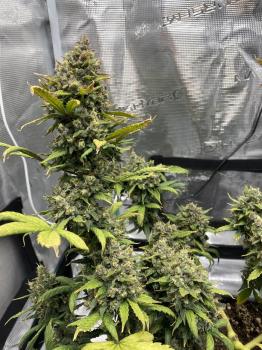 Bruce Banner Auto