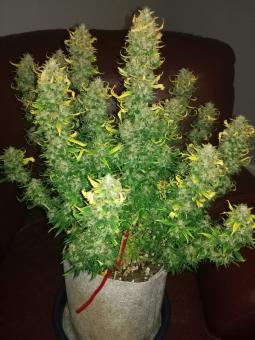 Amnesia Haze Auto - картинка 1