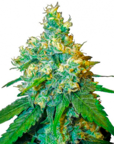 Jack Herer (Feminised)