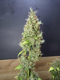 Auto Gummy Kush Genetics - картинка 3