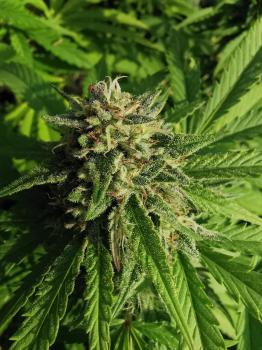 GG4 Sherbet FF