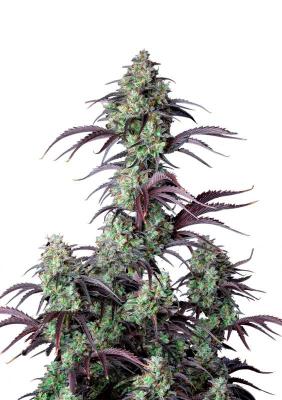 Mimosa Cake Auto fem