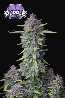 Purple Punch Auto - картинка 3