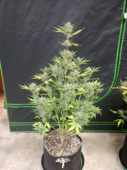 Original Auto OG Kush - картинка 3