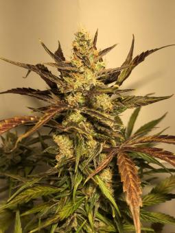 Sour Chocodiesel genetics - картинка 3