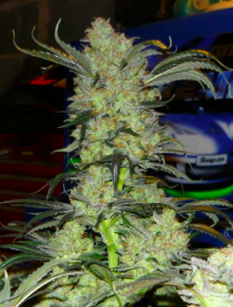 King’s Kush Auto (Feminised) - картинка 3