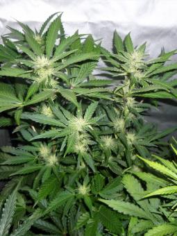 Auto White Haze genetics - картинка 6