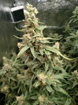 Critical Herer genetics - картинка 6