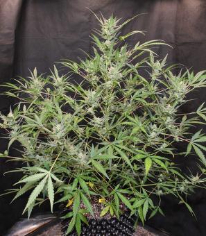 Original Auto White Widow - картинка 5