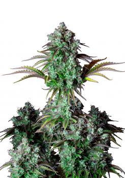 Big Bud Auto