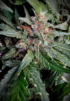 CBD Crack