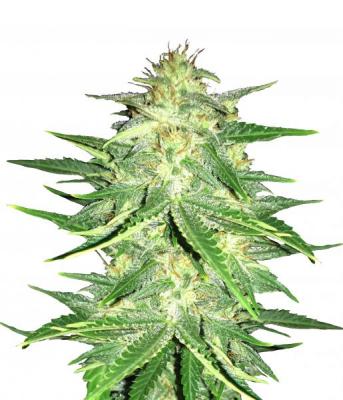Lemon AK Auto fem
