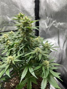 Cream Cookies