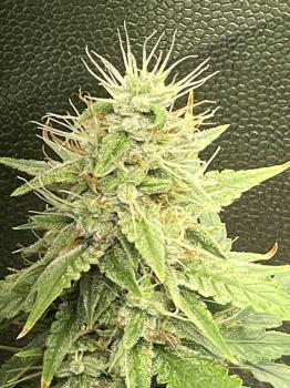 G14