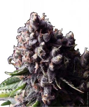 Auto Purple