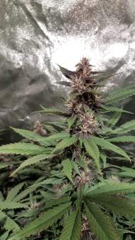 Auto Blackberry Kush - картинка 2