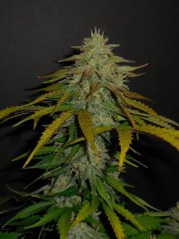 Sour Chocodiesel genetics - картинка 1