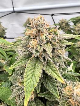 Lemon Skunk (Feminised)