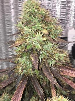 White Widow Auto (Feminised)