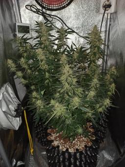 Original Auto OG Kush - картинка 7