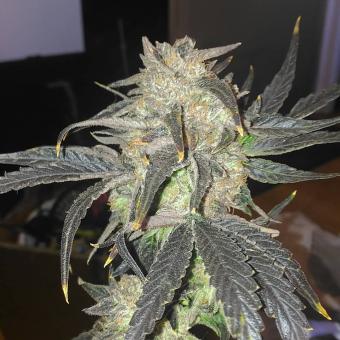 Cookies Kush - картинка 5