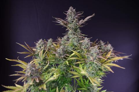 King's Juice Auto (Feminised)