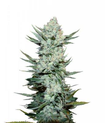 Tangie Auto fem