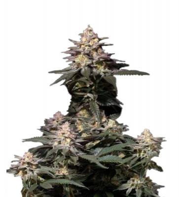 Purple Lemonade FF fem