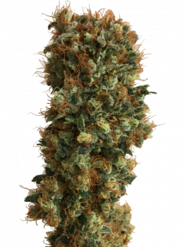 BCN Sour Diesel