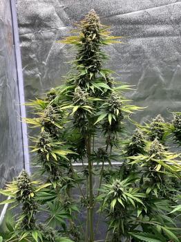Cherry Cola Auto