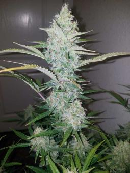 Cream Mandarine Auto - картинка 5