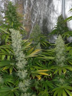 Auto Northern Light genetics - картинка 4