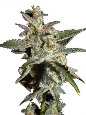 Grapefruit Matic Auto fem