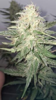 Franco's Lemon Cheese (Feminised)