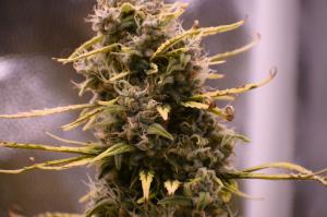 Amnesia Zkittlez Auto