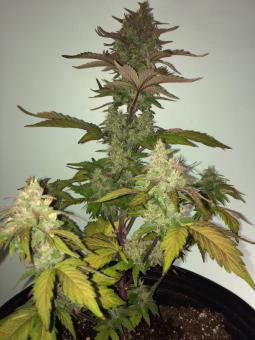 Auto Mazar genetics - картинка 3