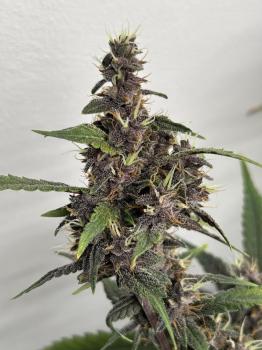 LSD-25