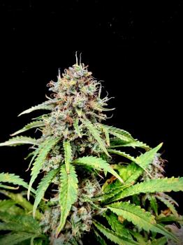 Gorilla Cookies Auto